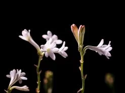 French Flower EDP 100ml - Lore Perfumery -Home Fragrance 0g 12lgQ scaled 1