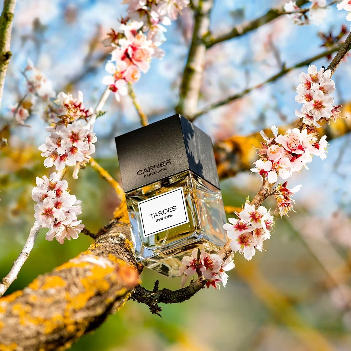 Original Collection Tardes EDP 100ml - Lore Perfumery 5 Original Collection Tardes EDP 100ml - Lore Perfumery - Image 3